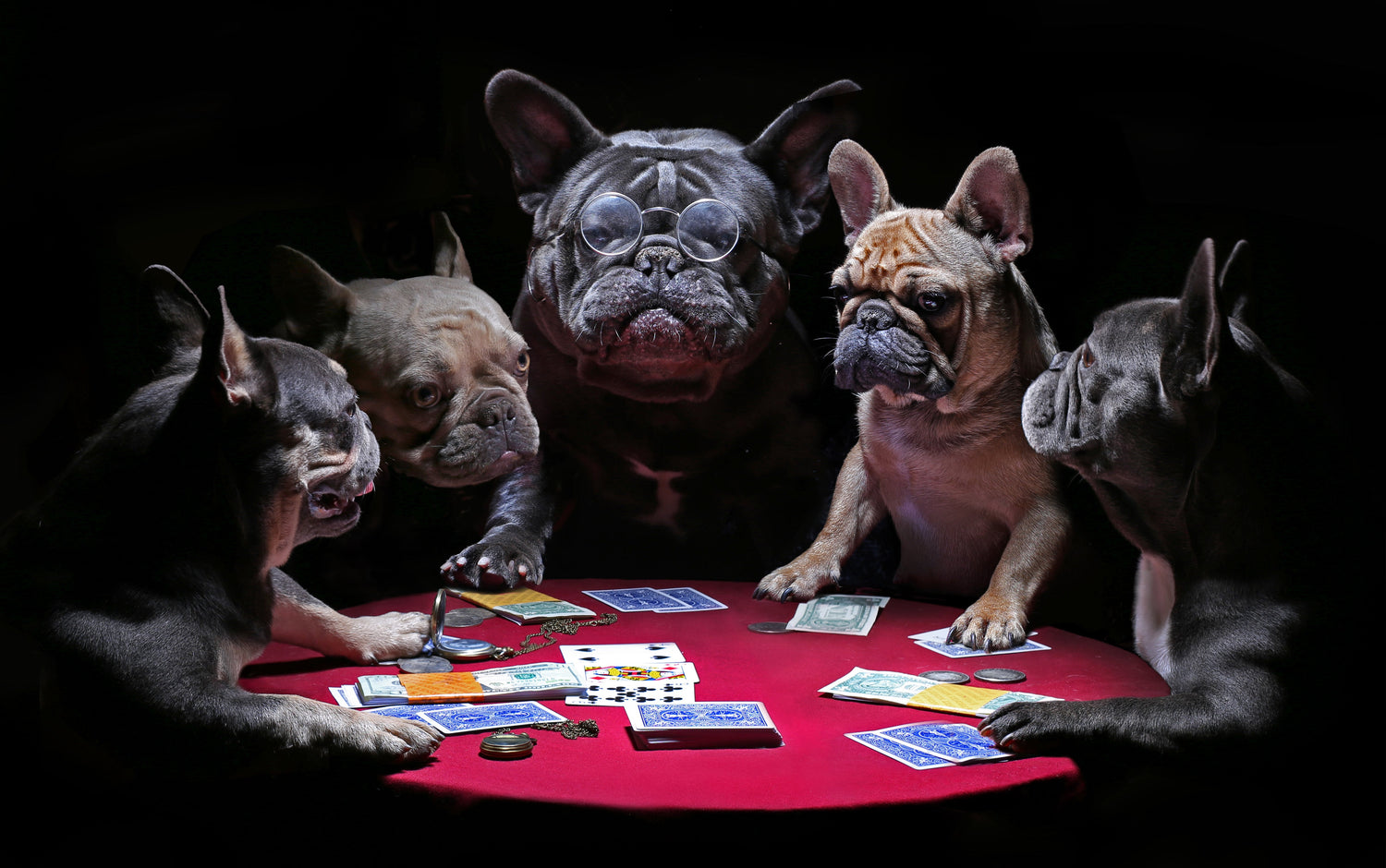 Animales
